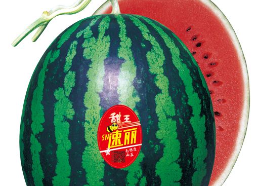 SN速丽 西瓜栽培要点